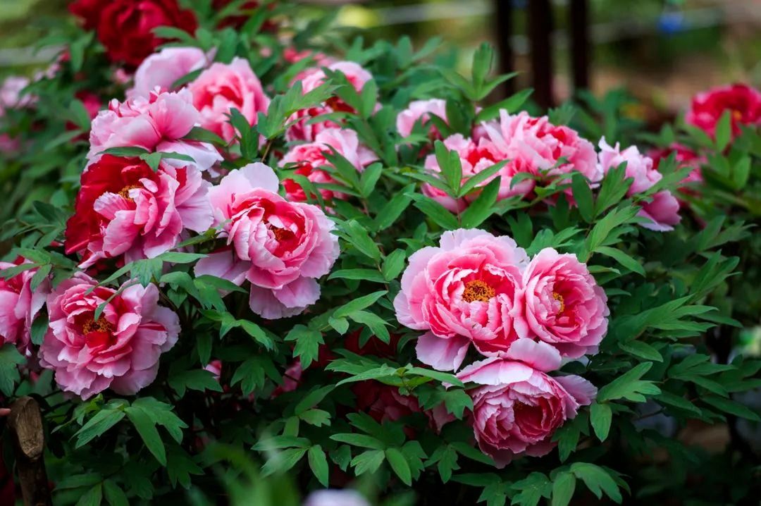 预告｜2026年武定牡丹文化旅游季群众文艺展演，3月19日晚相约体育广场，共享文化盛宴～